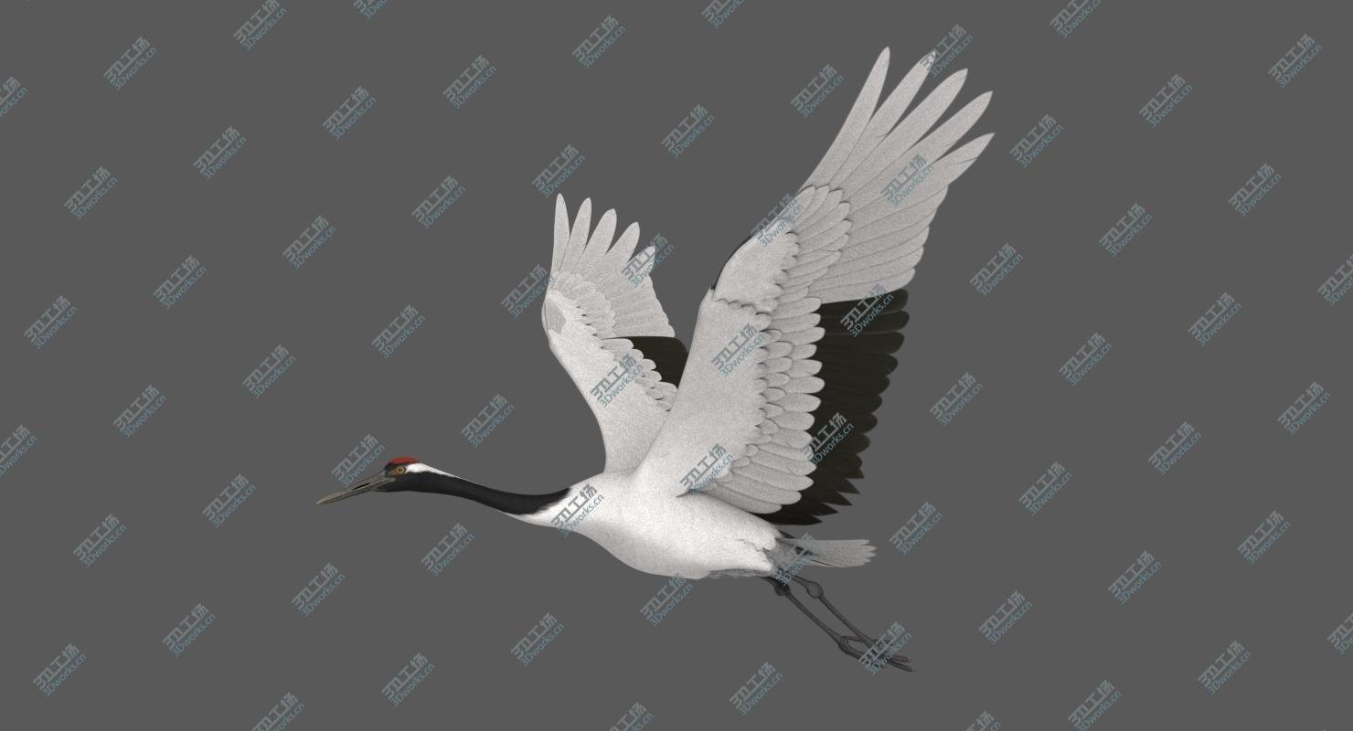 images/goods_img/202104021/3D Red-crowned Crane/5.jpg
